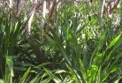 Adelaide Hillsorganic-gardening-18.jpg; ?>